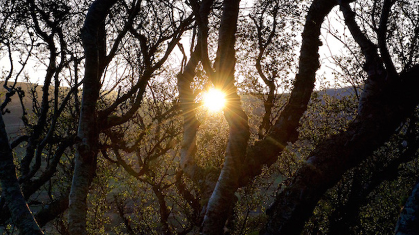 Dawn Chorus Day a la Garrotxa (Dia del cor dels ocells de l’alba)