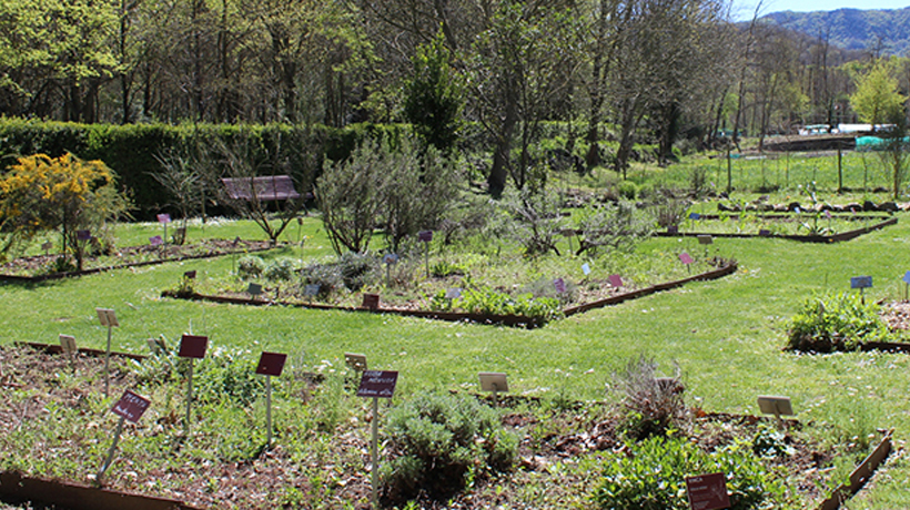 Visita guiada al jardí de plantes remeieres del Parc Nou