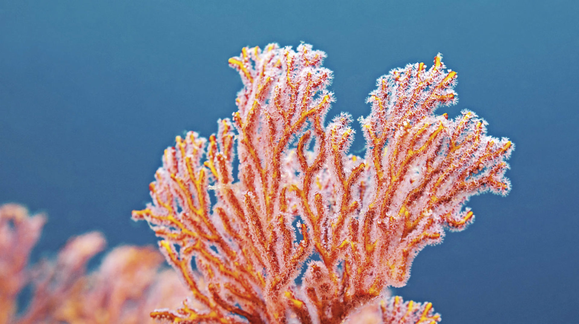 Quin és l'estat actual dels esculls de corall?