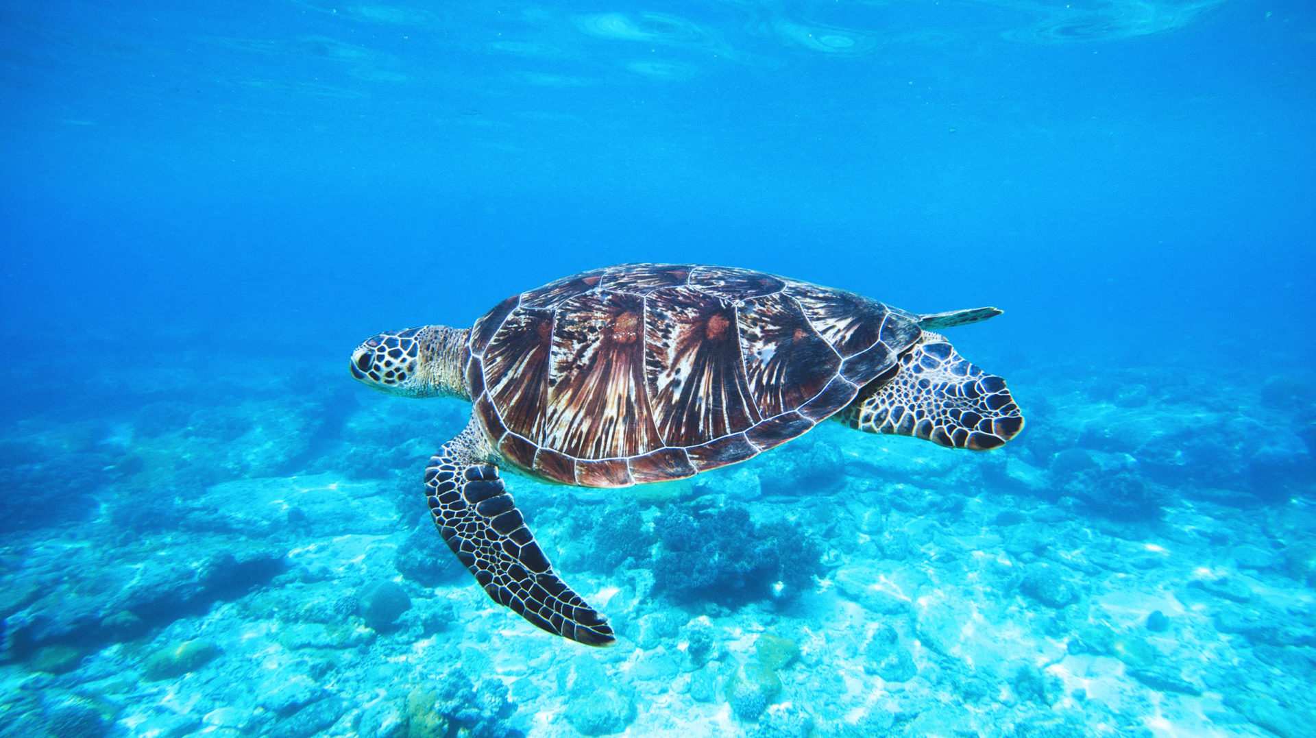 Com afecten els microplàstics a la fauna marina?