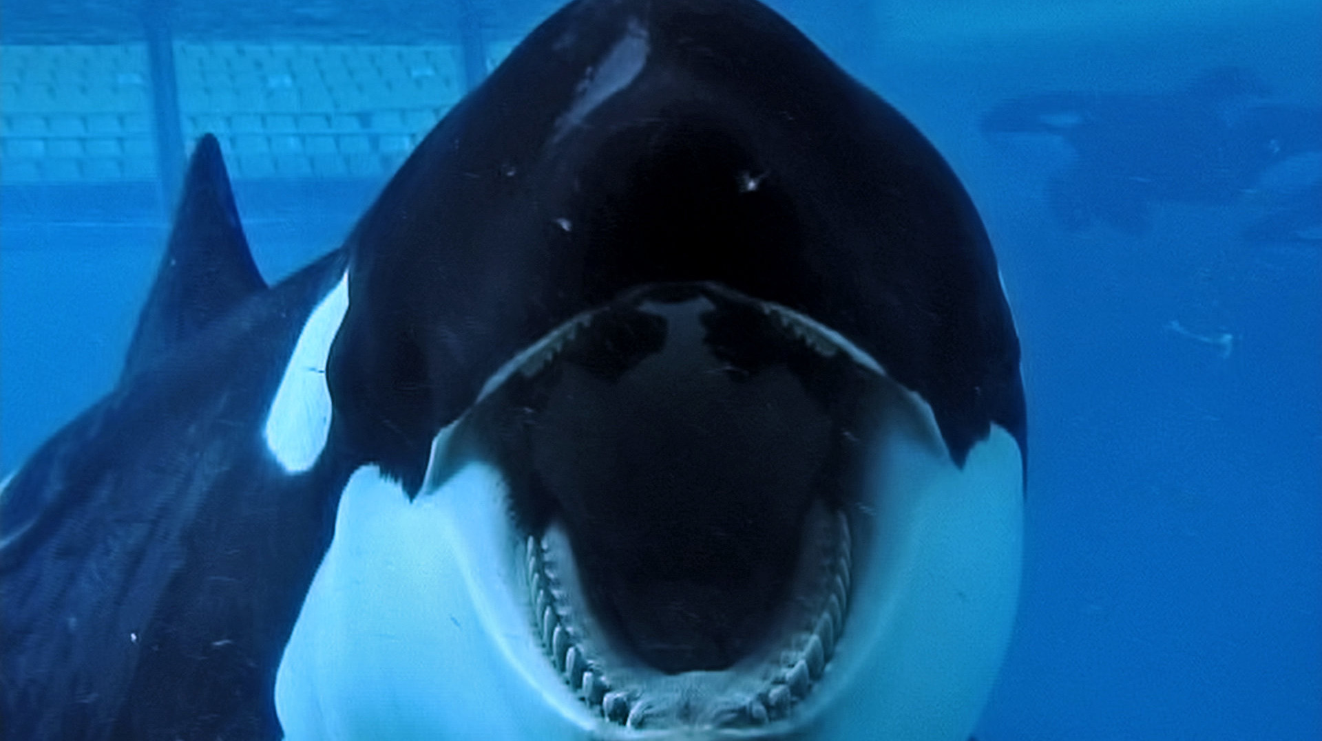 Projecció de ‘Blackfish’