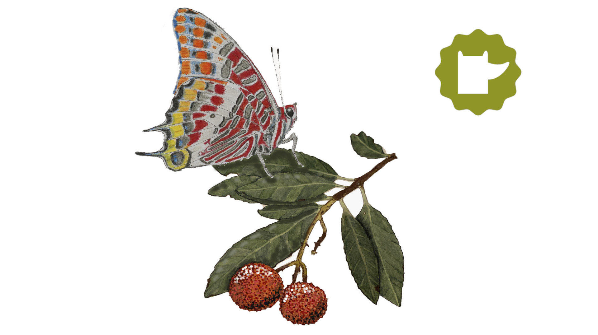 Taller d’il·lustració científica de papallones