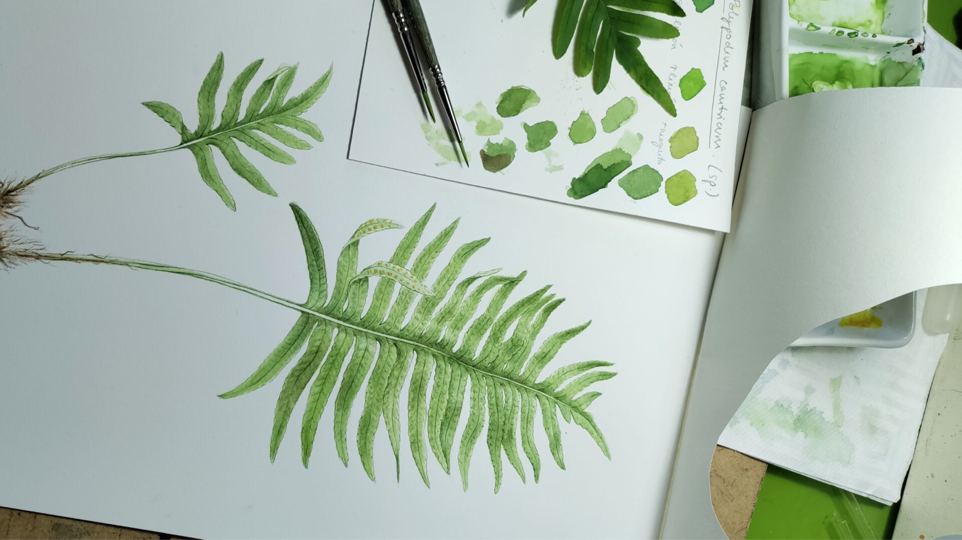 Mostra de treballs de la il·lustradora científica Alba Azaola